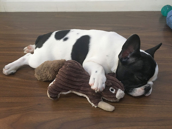 Tall Tails Squirrel With Squeaker Dog Toy