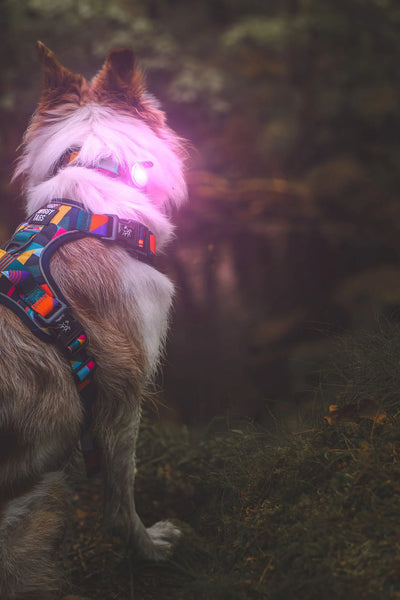 Twiggy Tags  Trailfinder Safety Light