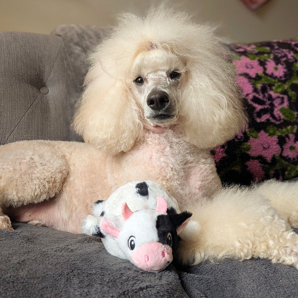 Great & Small Spring Farm Bouncy Cow Dog Toy